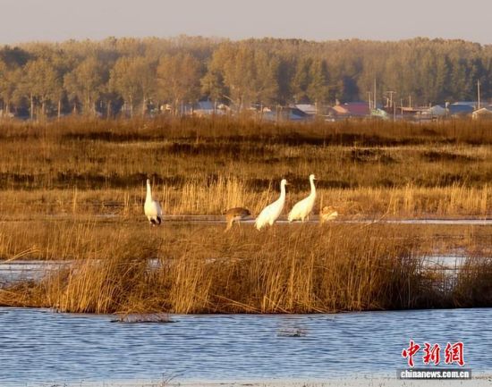 �ؚw�QȺ�ġ�С��(����)�����˰��QȺ�w�����r �z