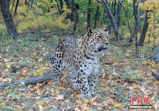 2025���ږ|���������ҹ��@�Ĕz�Ė|������(��ҕ��ý���D)