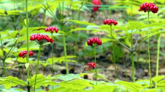 �����J�C�����D�˅������ء���Ȧ